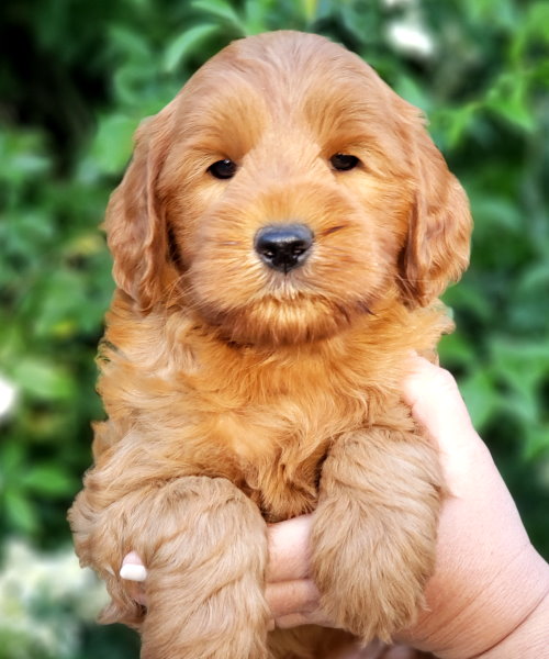 Flynn